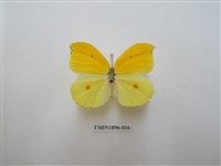 藏品(圓翅鉤粉蝶)的圖片